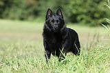 SCHIPPERKE 671